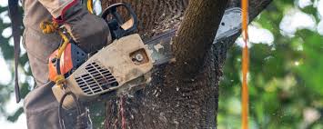 How Our Tree Care Process Works  in  Inman, KS