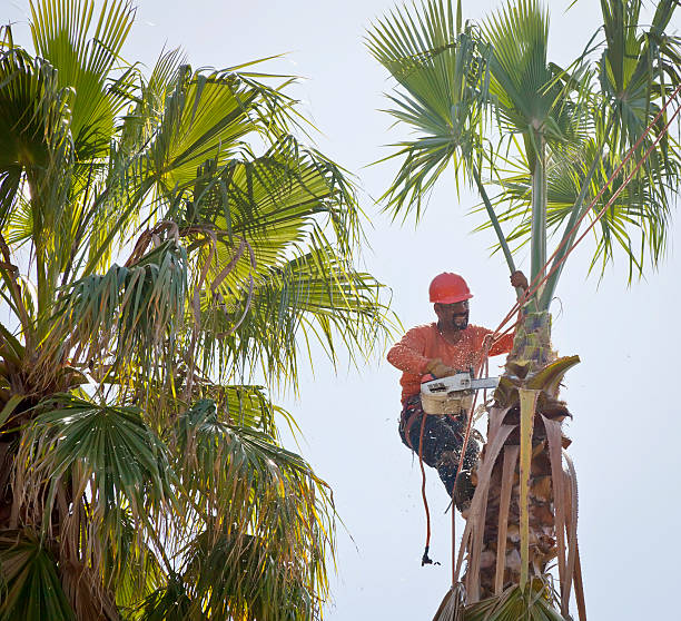 Inman, KS Tree Removal Company